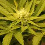 Ice Cream Haze Xpertnutrients