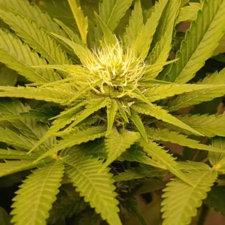 Ice Cream Haze Xpertnutrients