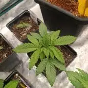 Zingatsu Xpertnutrients