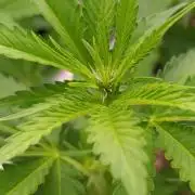 Pink Guava F1 FV