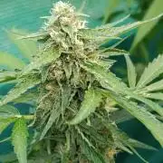 Gaia F1 Auto