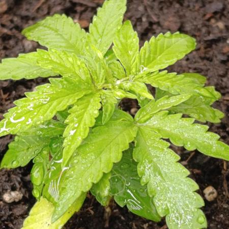 Gaia F1 Auto
