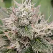 GR-APE