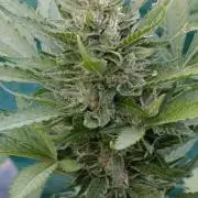 Super Boof XL Auto Outdoor