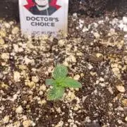 DC Kush