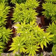 Red Banana Pudding II Marshydro