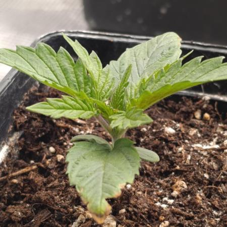 Sundae Driver Marshydro