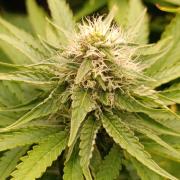 Super Lemon Cherry