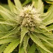 Super Lemon Cherry
