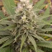 Mango Crack