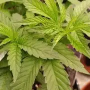 Super Lemon Cherry