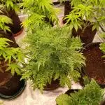 Mentha de Croco Fem Xpertnutrients