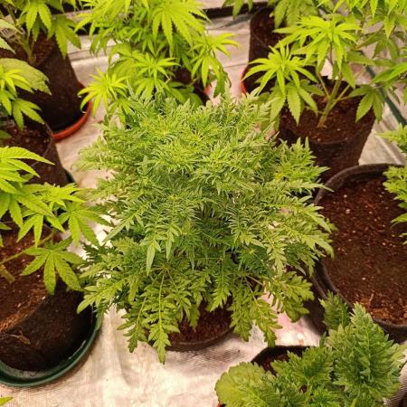 Mentha de Croco Fem Xpertnutrients