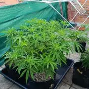 Gello Z & Xpertnutrients
