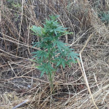 Outdoor Delicius Seeds Contest