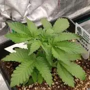 Permanent Marker RQS