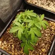 Lemon Parmesan