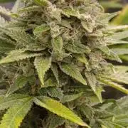 Super Boof RQS
