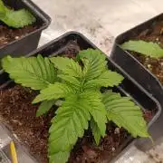 Isla Mirage Xpertnutrients