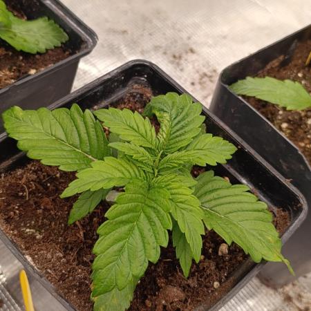 Isla Mirage Xpertnutrients