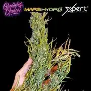 Gello Z & Xpertnutrients