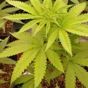Papaya Stank