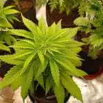 Mental Rainbow Xpertnutrients