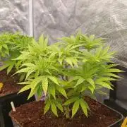 Cali Crasher Marshydro