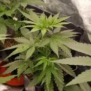 Banana Cream OG