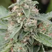 Gaia F1 Auto