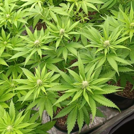 Pink Guava F1 FV