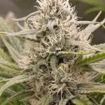 A5 Chaze x Marshydro