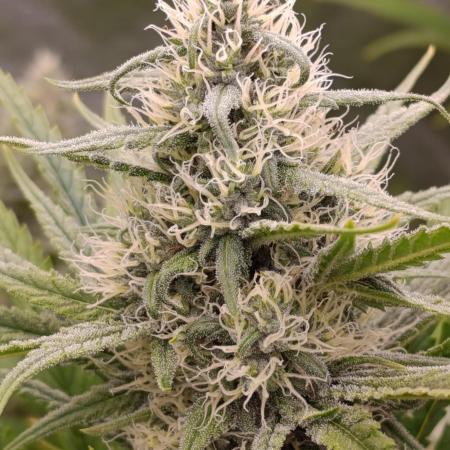 A5 Chaze x Marshydro