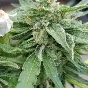 Milky Way F1 Auto