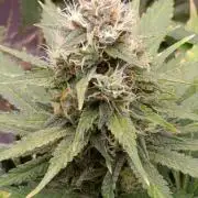 DC Kush