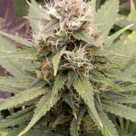 DC Kush