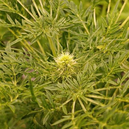 Mentha de Croco Fem Xpertnutrients