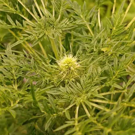 Mentha de Croco Fem Xpertnutrients