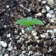 Super Boof XL Auto Outdoor