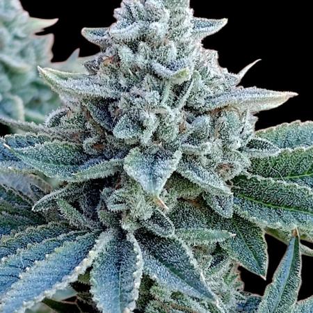 Zour MelonZ Test & Xpertnutrients