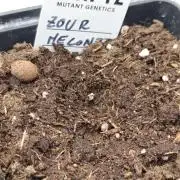 Zour MelonZ Test & Xpertnutrients