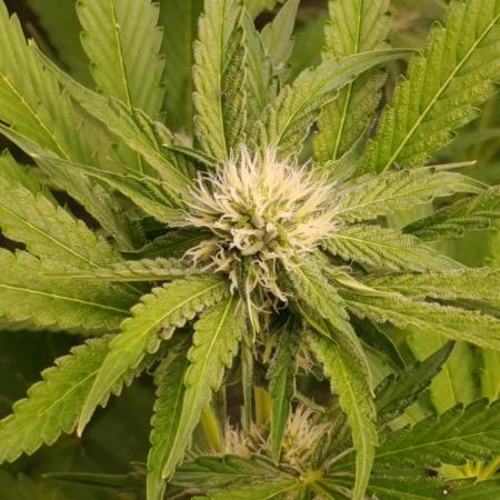 Cosmic Cheddar F1