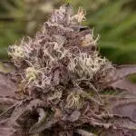 Biscotti Gelato Marshydro