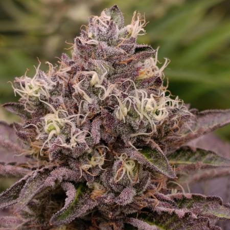 Biscotti Gelato Marshydro