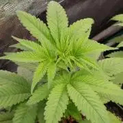 Super Boof RQS