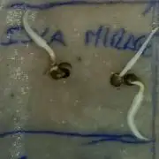 Isla Mirage Xpertnutrients