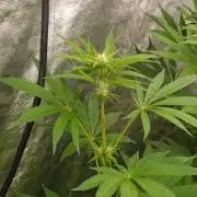 Super Boof RQS