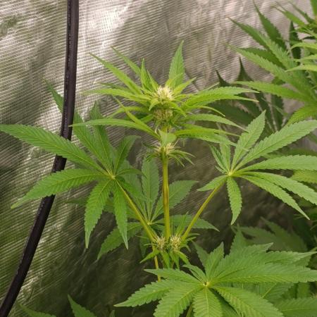 Super Boof RQS