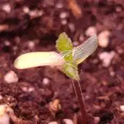 Zingatsu Xpertnutrients