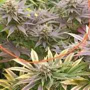 Lord Kush